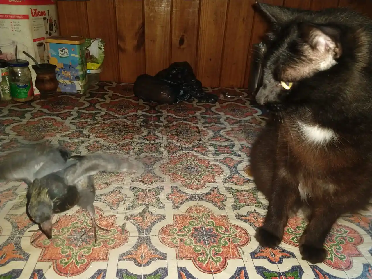 El gato se llama Oreo