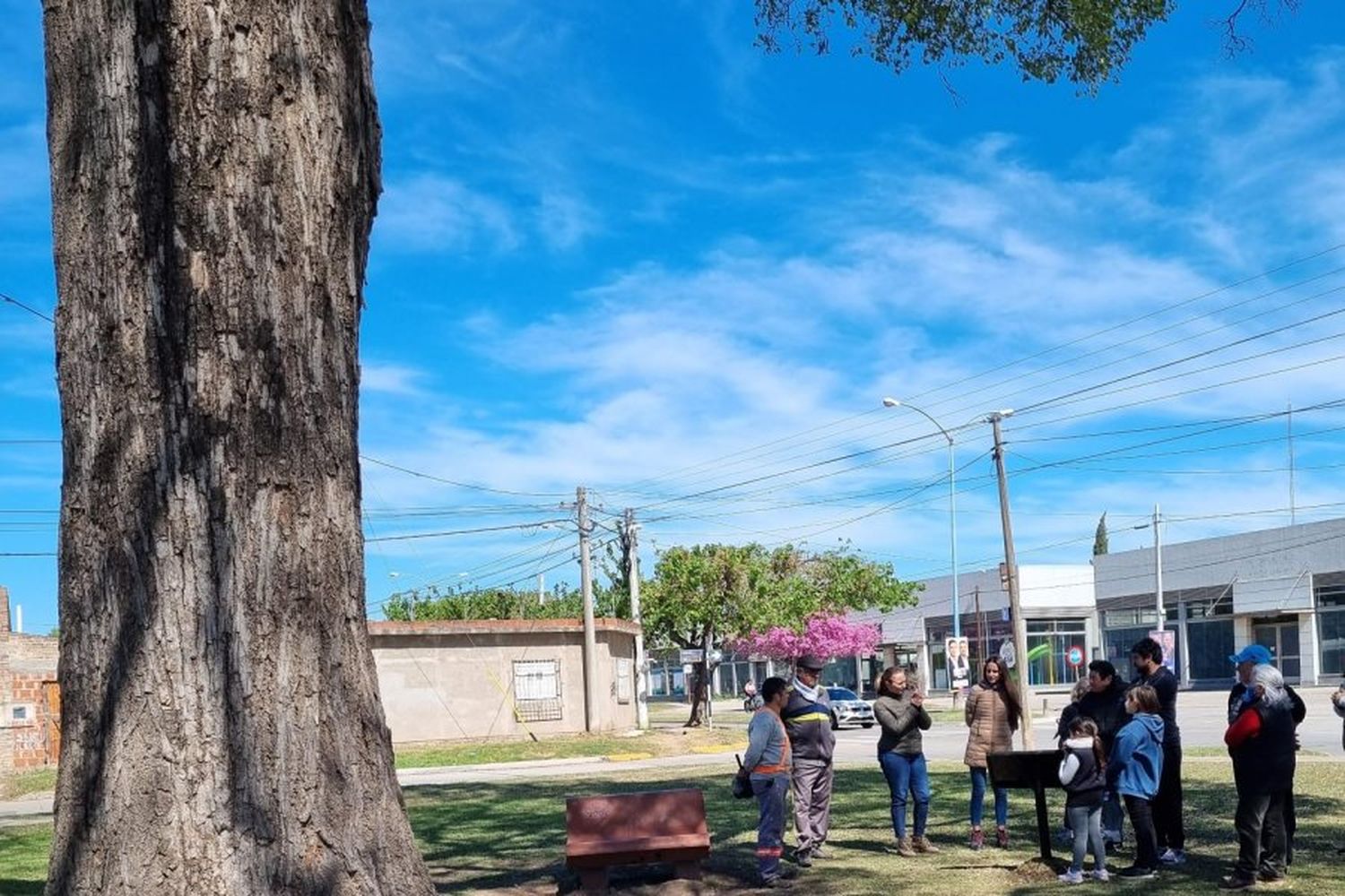 Árboles históricos y forestación