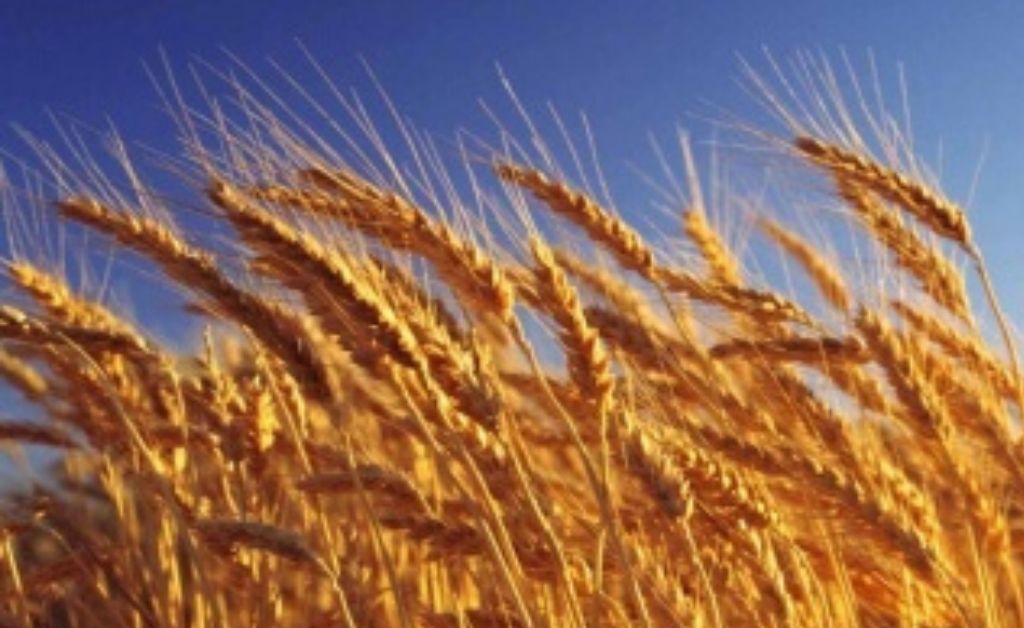 Ucrania analiza retomar sus exportaciones de trigo