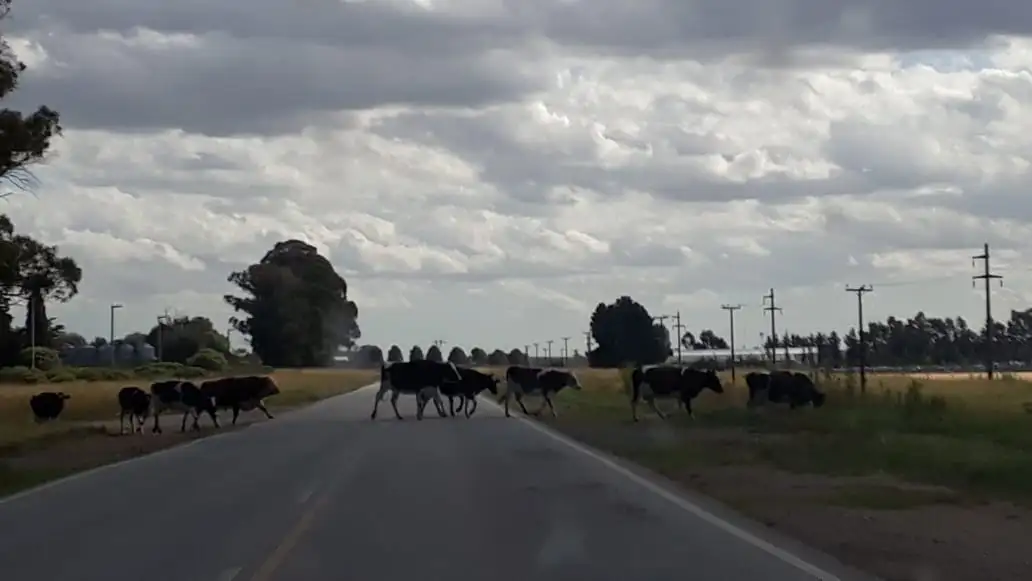 Alerta por vacas sueltas sobre la Ruta 30