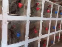 Mar del Plata: descubren un criadero de gallos de riña durante un allanamiento por robo