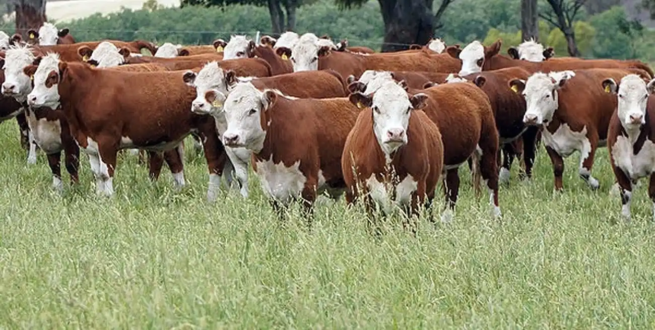 La faena anual alcanzó 13,6 millones de cabezas, lo que representa una reducción interanual del 2,5%.