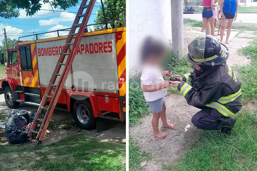 Bomberos Zapadores rescataron a un lorito que se le voló a una familia y no podía bajar de un árbol