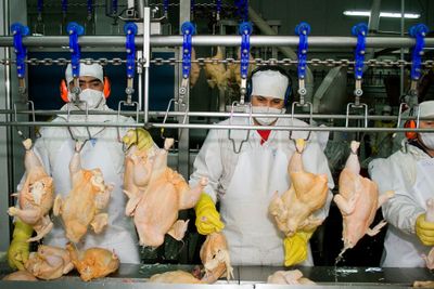 Preocupación en el sector avícola argentino por el aumento de importaciones desde Brasil