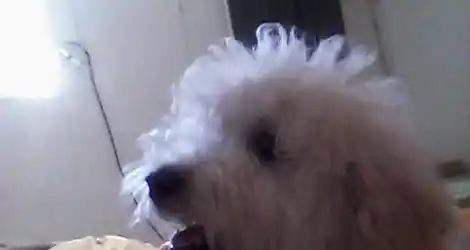 Caniche perdido