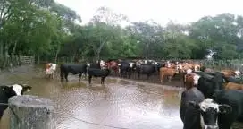Por ahora la Nación no declarará la emergencia agropecuaria