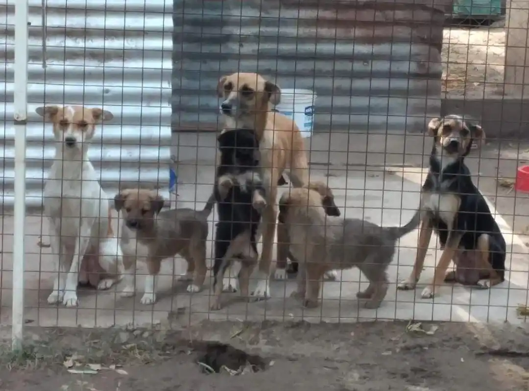 El refugio lanzó su rifa a beneficio y se sortea para el Día del Padre