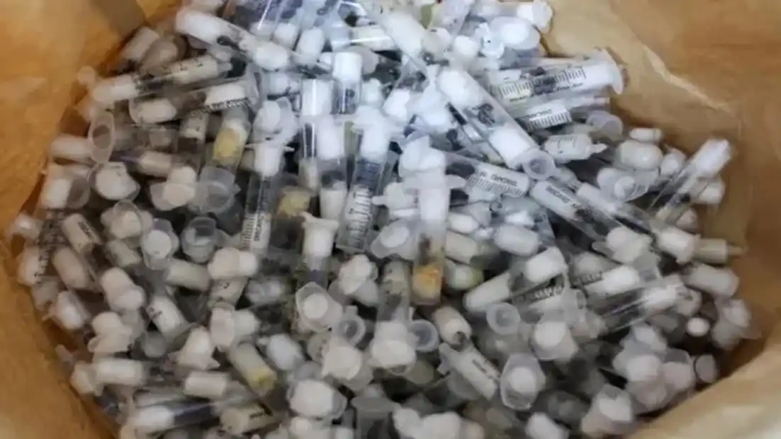 trafico ilegal de hormigas