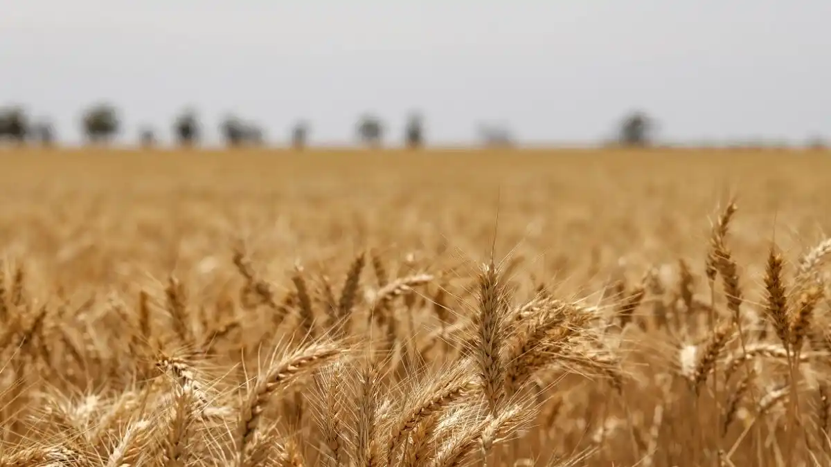 Proyección de área cultivada y rendimiento del trigo en Entre Ríos: caída del 36% en la producción debido a la sequía