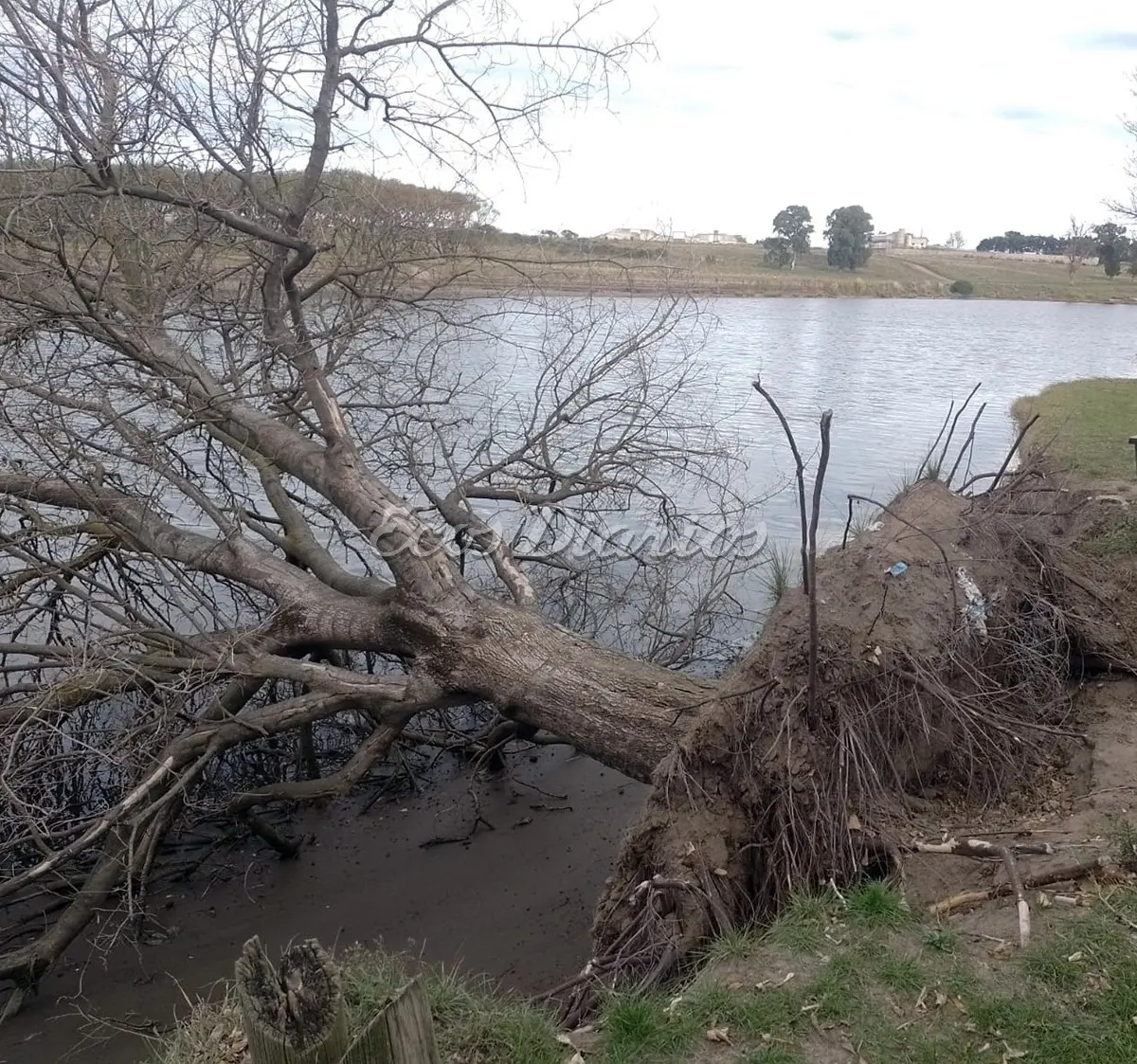 El árbol que cayera al río