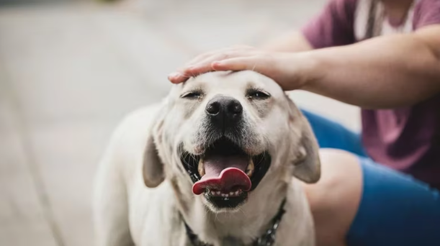 Por qué para los perros, no todas las caricias son iguales