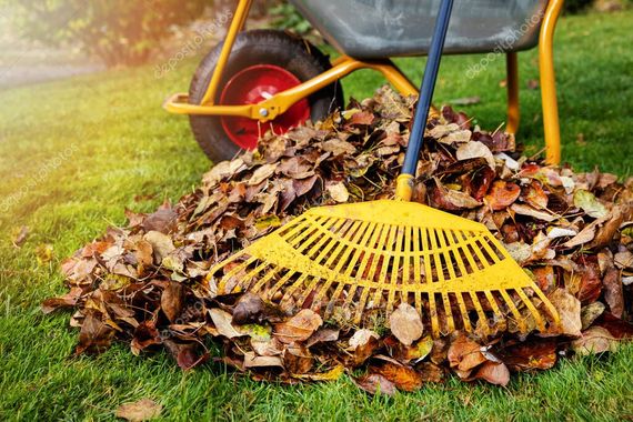 Descubrí cómo utilizar la hojarasca para mejorar tu jardín