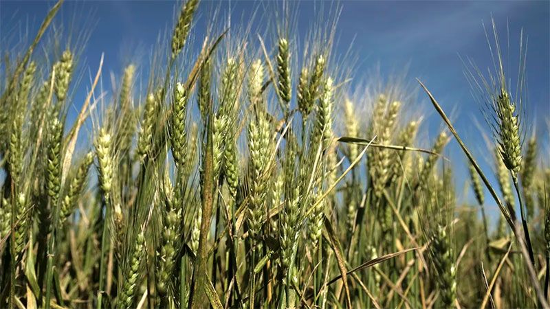 Estiman que la superficie destinada al trigo en Entre Ríos experimentaría una reducción del 9%