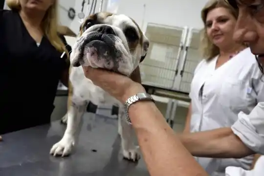La UNLP utiliza aceites de cannabis para tratar a perros con epilepsia