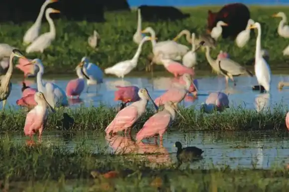 Provincia impulsa la protección y conservación de aves en el sitio Ramsar Jaaukanigás