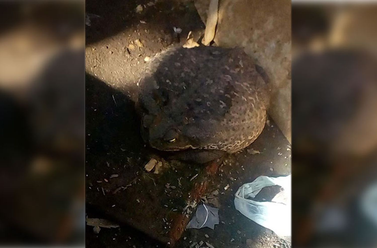 Conmoción por la aparición de un sapo gigante en Granadero Baigorria