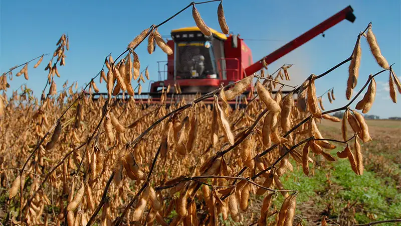 El precio de la soja acumula varias bajas consecutivas: a qué se debe