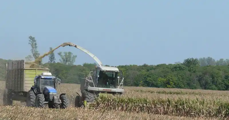 El maíz con destino a consumo presentó muy buenos resultados
