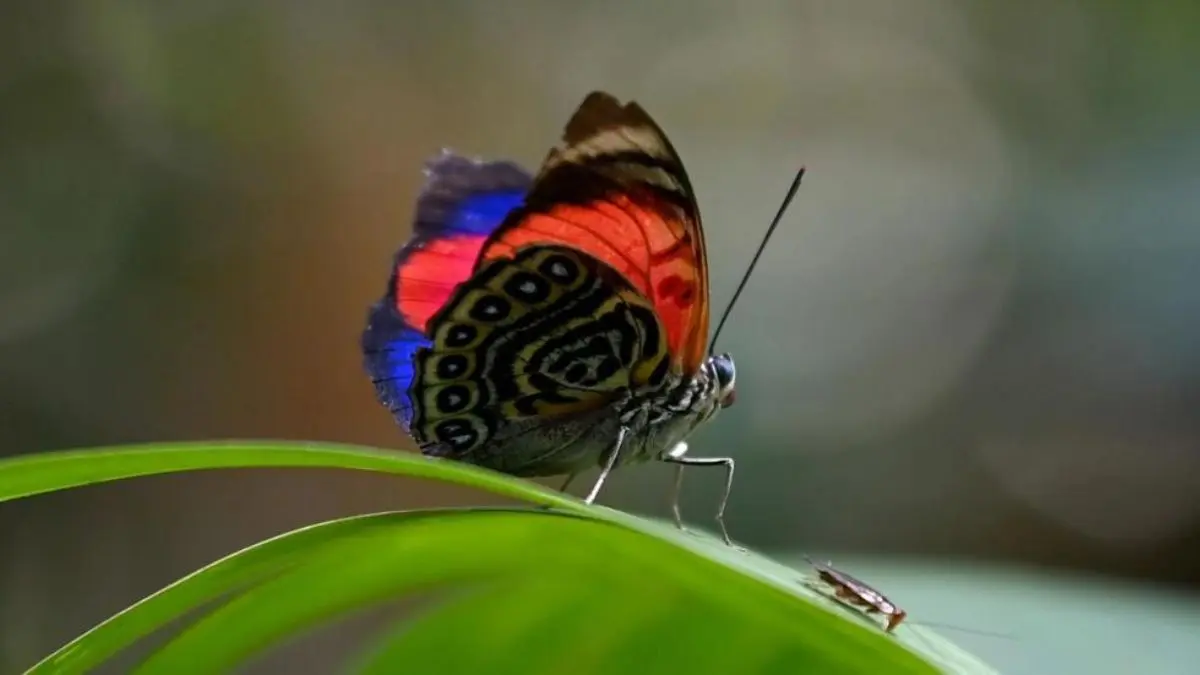 Conoce cómo las mariposas son «bioindicadoras» del cambio climático y por qué cada día hay menos