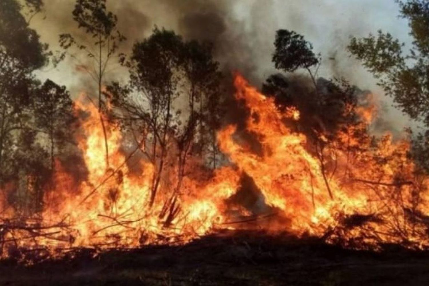 " En Corrientes se incendia el "Estado presente"