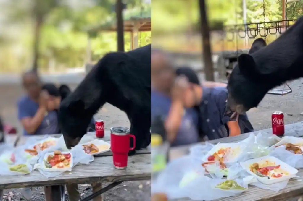 El mamífero se acercó rápidamente y comenzó a devorar todo lo que estaba sobre la mesa.