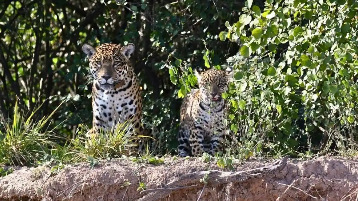 Guías y cámaras trampa registraron dos crías de yaguareté en El Impenetrable, en la zona del río Bermejo. Identificaron a Nalá y a Keraná.