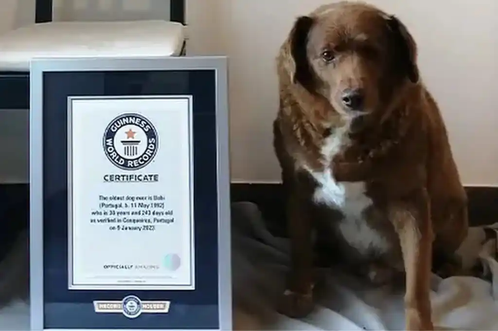 Bobi fue reconocido el pasado 2 de febrero con el récord Guinness.