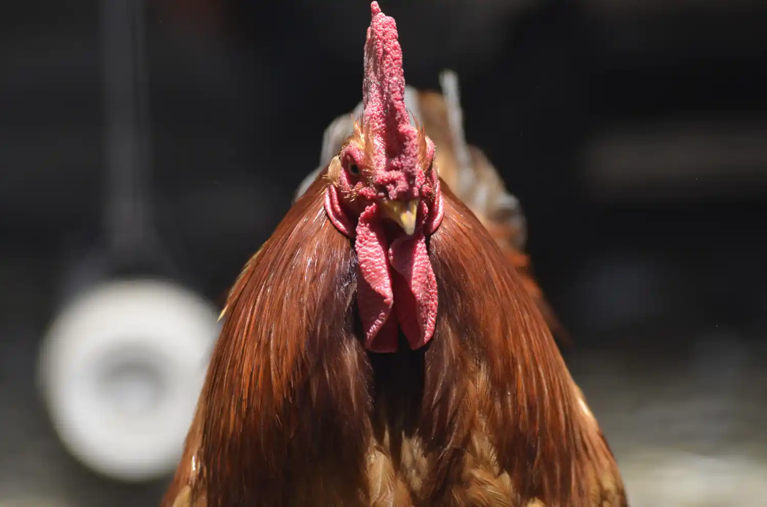 Gripe aviar: se prohibió la venta de aves vivas en todo el país