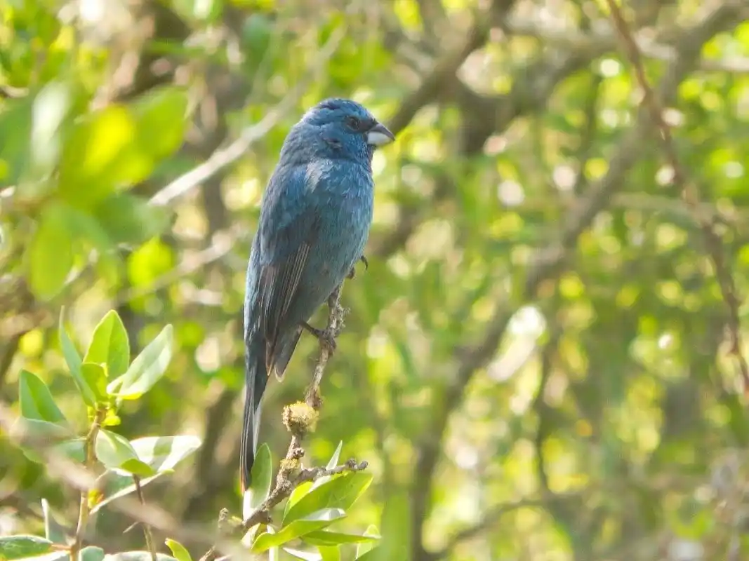 Día Mundial de las Aves: en la Reserva Las Piedras se pueden encontrar 164 especies autóctonas