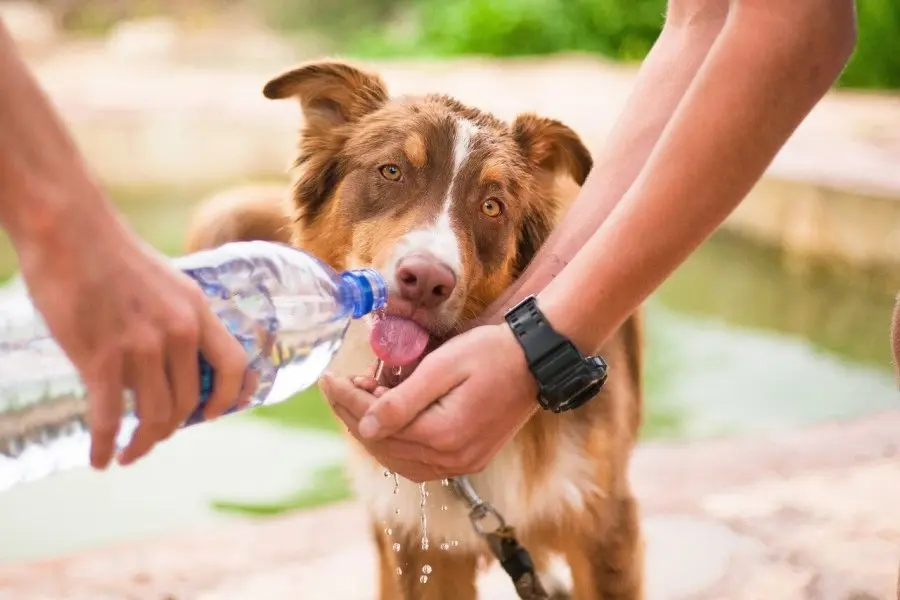 El calor afecta a todos: ¿Qué cuidados debo tener con las mascotas?