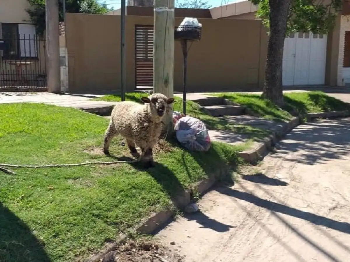 En el corazón del barrio las 800, una mascota atípica se vuelve espectáculo
