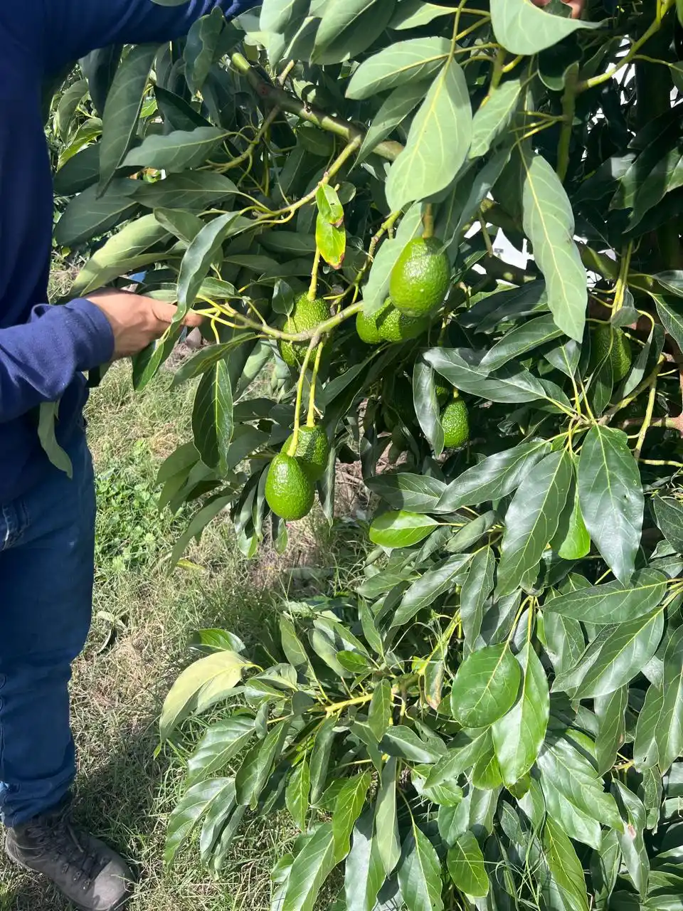 En Mar del Plata hay 4 mil hectáreas de plantaciones de palta