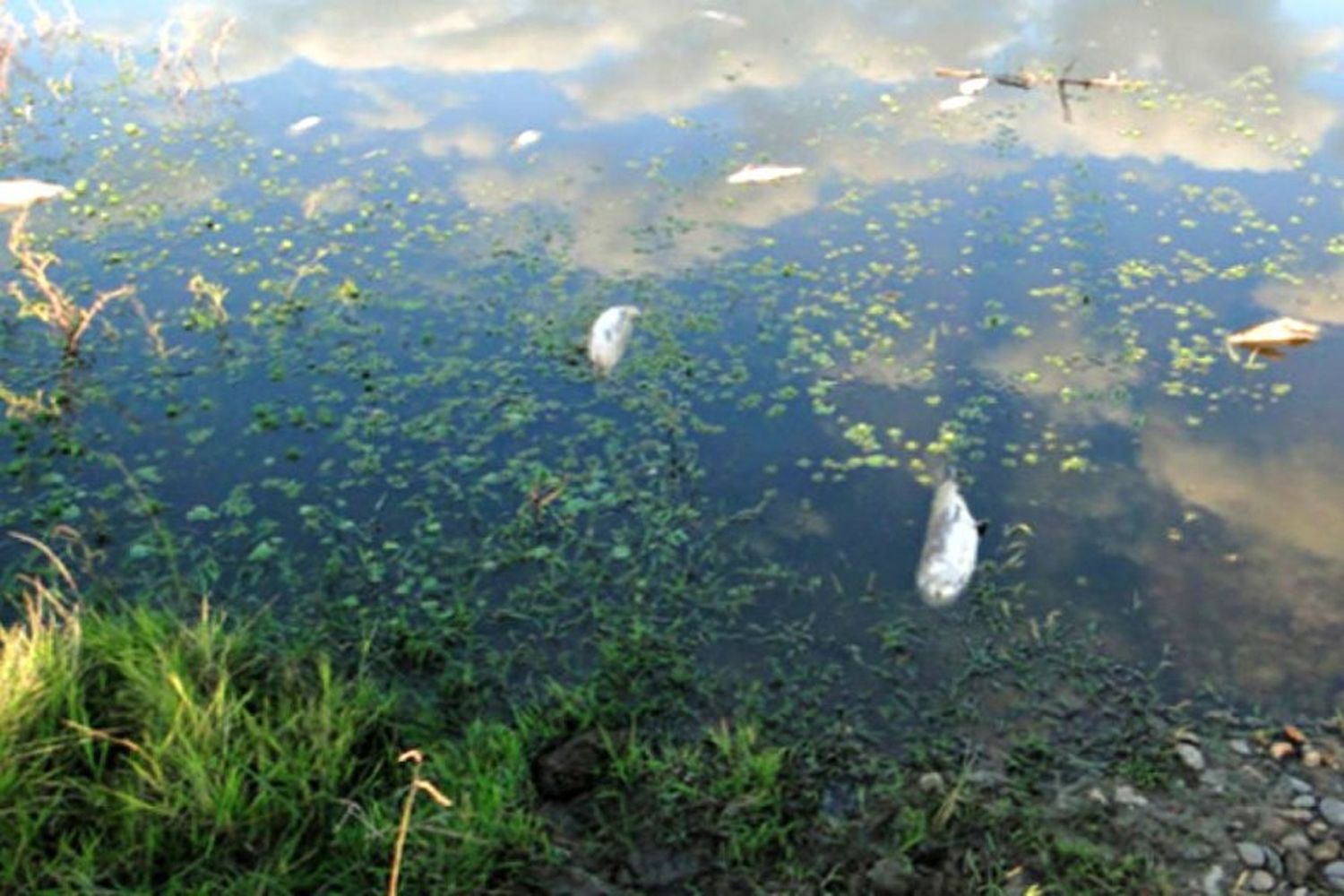 Vinculan contaminación en la costa del Uruguay con "posible lavado de activos"
