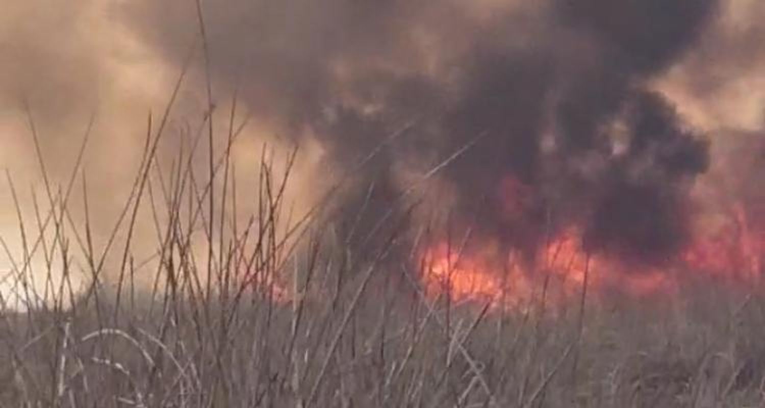 Continúa el fuego en zona de islas e intentan salvar los animales
