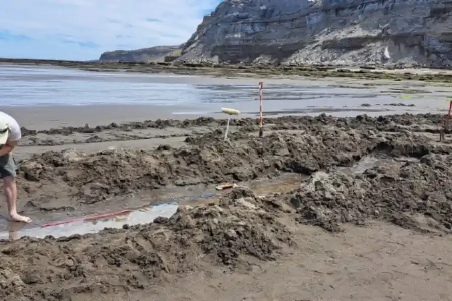 Descubrieron huellas de un ave prehistórica 