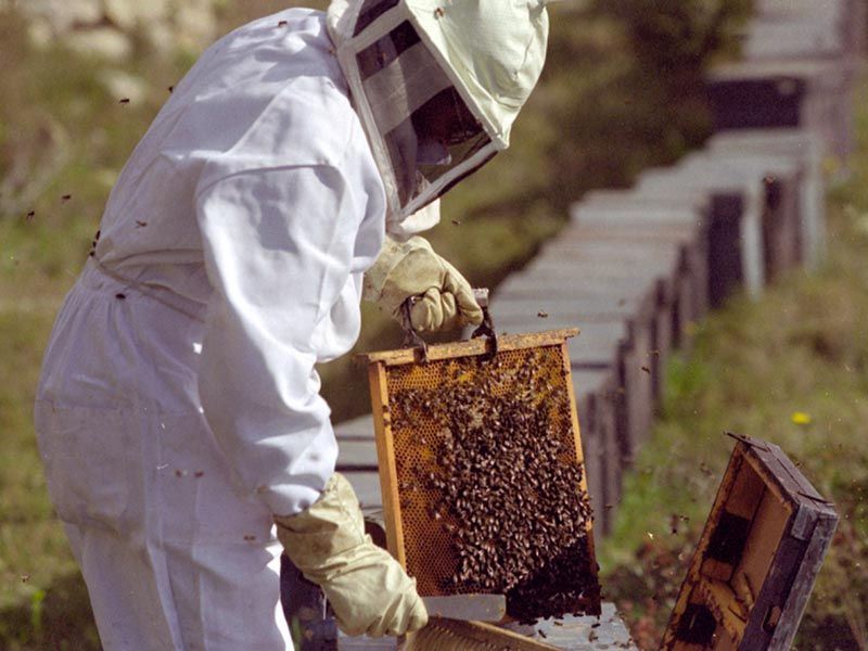 Entre Ríos se posiciona como segunda exportadora apícola 