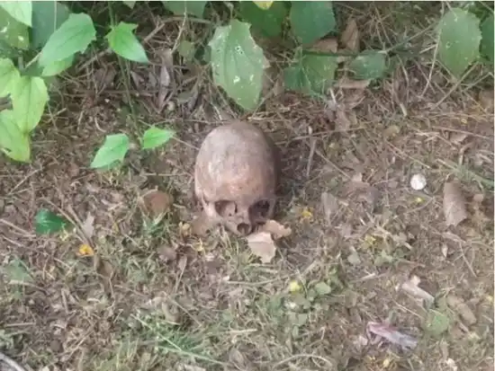 Encuentran un cráneo humano en un baldío 