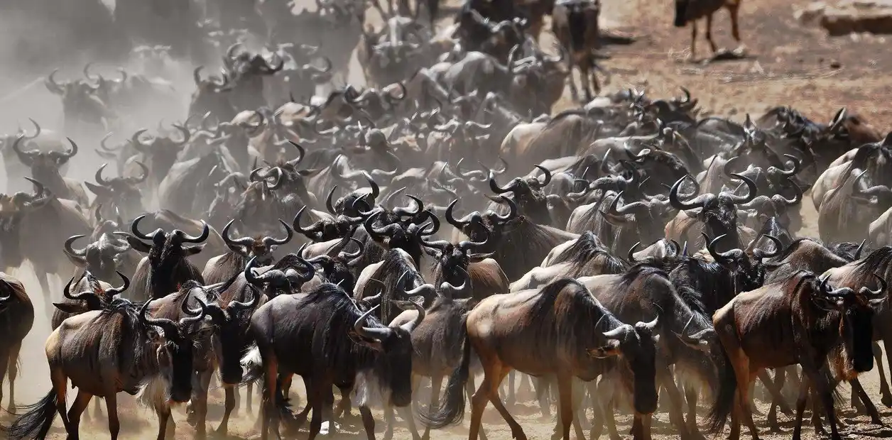 Un millón y medio de ñus cruzan un río de Kenia 