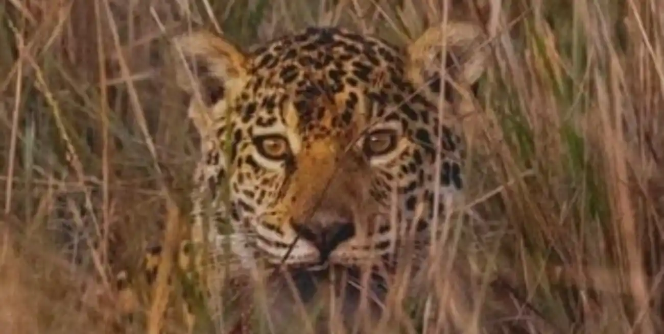 Crece la población de yaguareté y los avistajes son cada vez más frecuentes en Corrientes