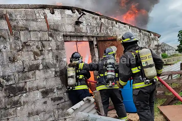 VIDEO: Más de 300 animales murieron en un feroz incendio en un galpón de producción porcina en Bella Italia
