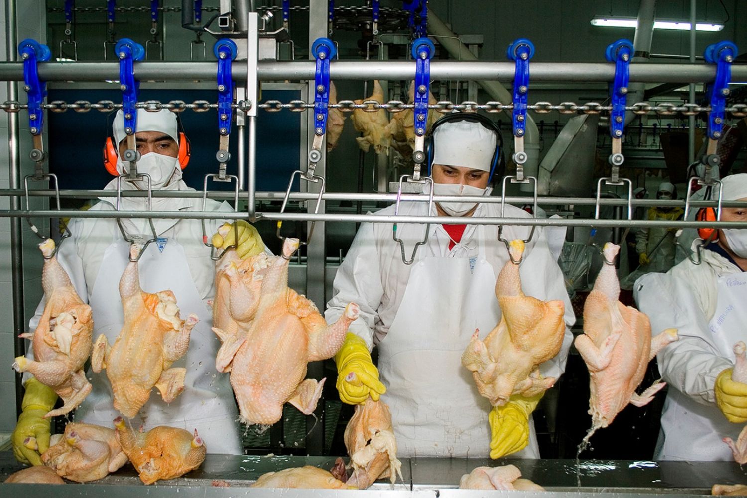 Preocupación en el sector avícola argentino por el aumento de importaciones desde Brasil