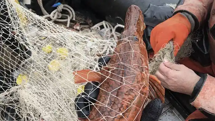 Investigan el impacto del cambio climático y la sobrepesca en los peces de la Antártida