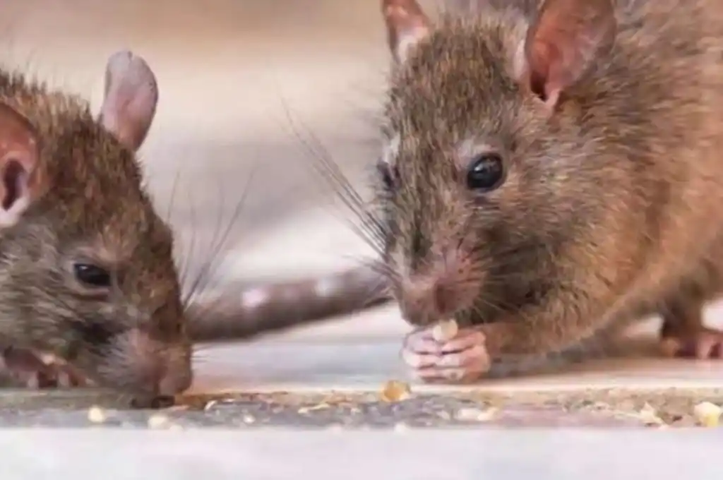 Salta: cinco casos de hantavirus y una muerte en lo que va del año