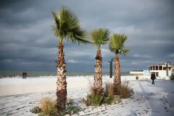 REÍR O LLORAR, ladrón se esconde en una palmera (+video)
