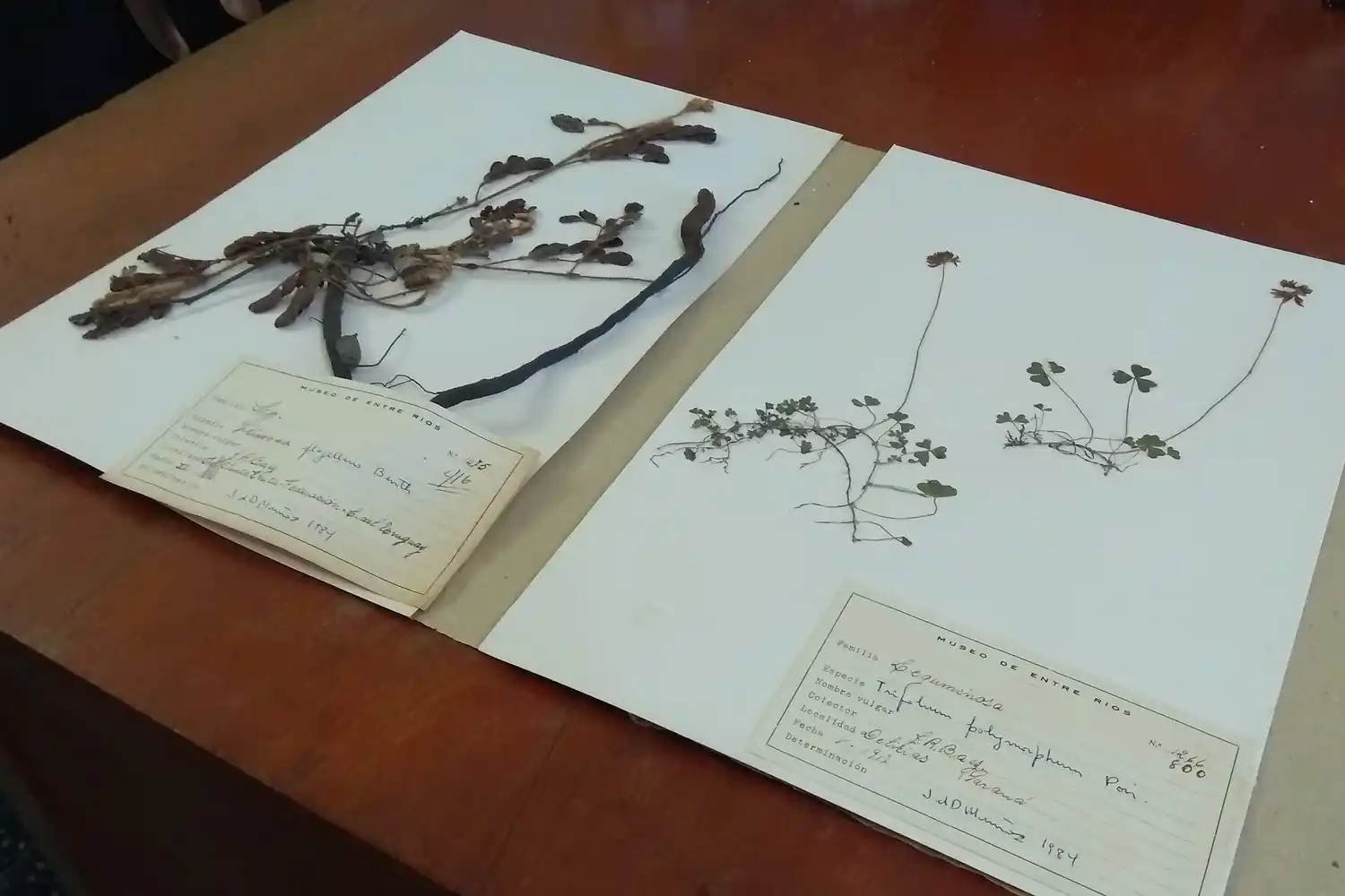 Junio será el mes dedicado a los herbarios en el Museo Provincial Antonio Serrano