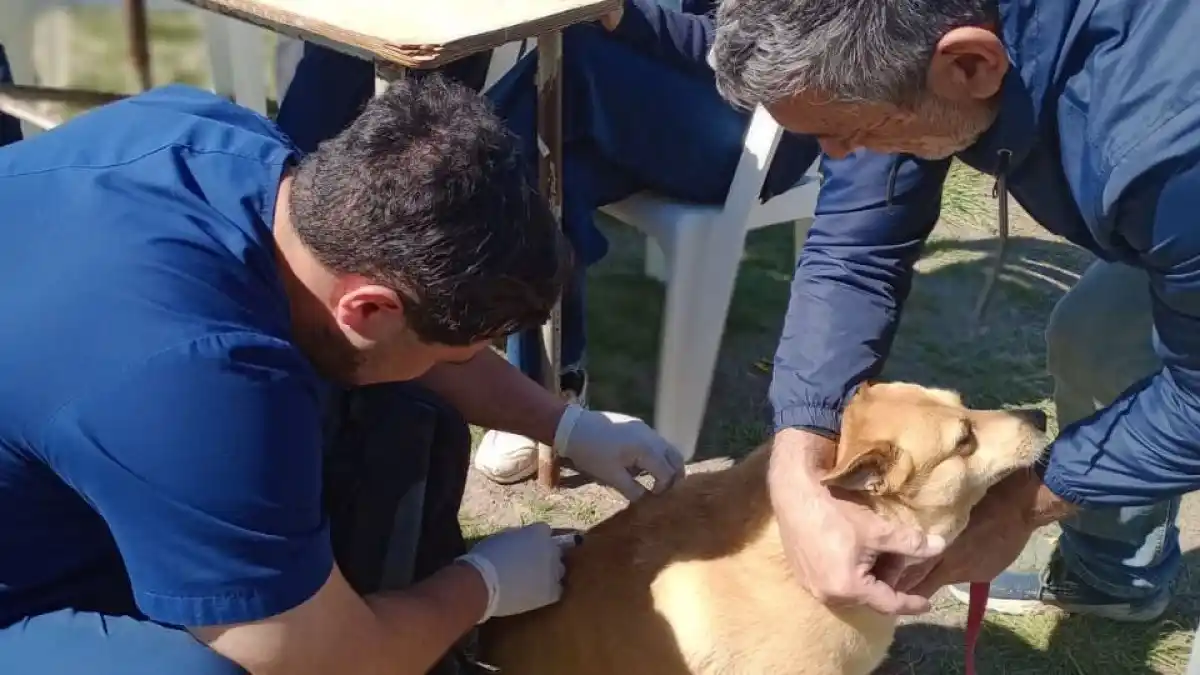 Realizarán una jornada de vacunación antirrábica gratuita para perros y gatos