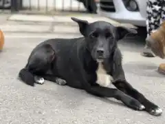 Celebrarán el Día del Animal con una jornada en la Estación de Trenes