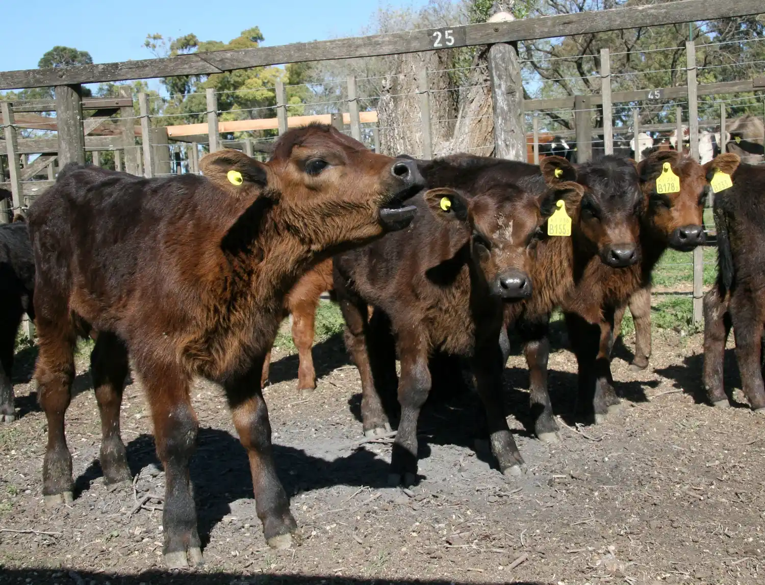La vaca y el ternero, los más afectados por la seca