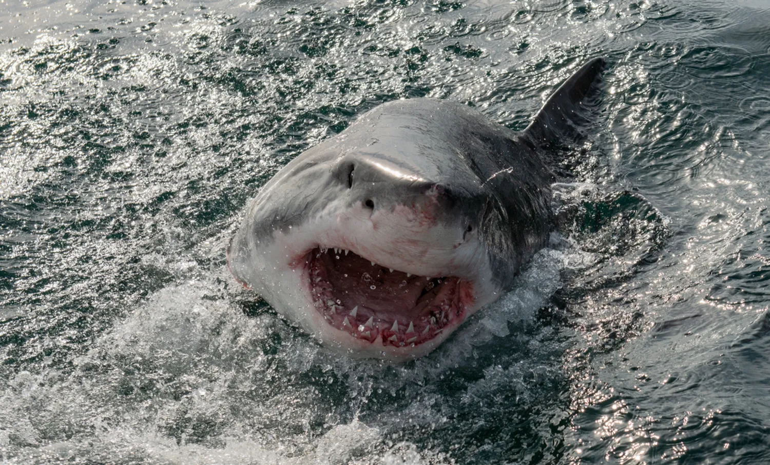 Shark attack off the coast of Jamaica