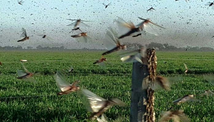 El clima frenó el  avance de las langostas